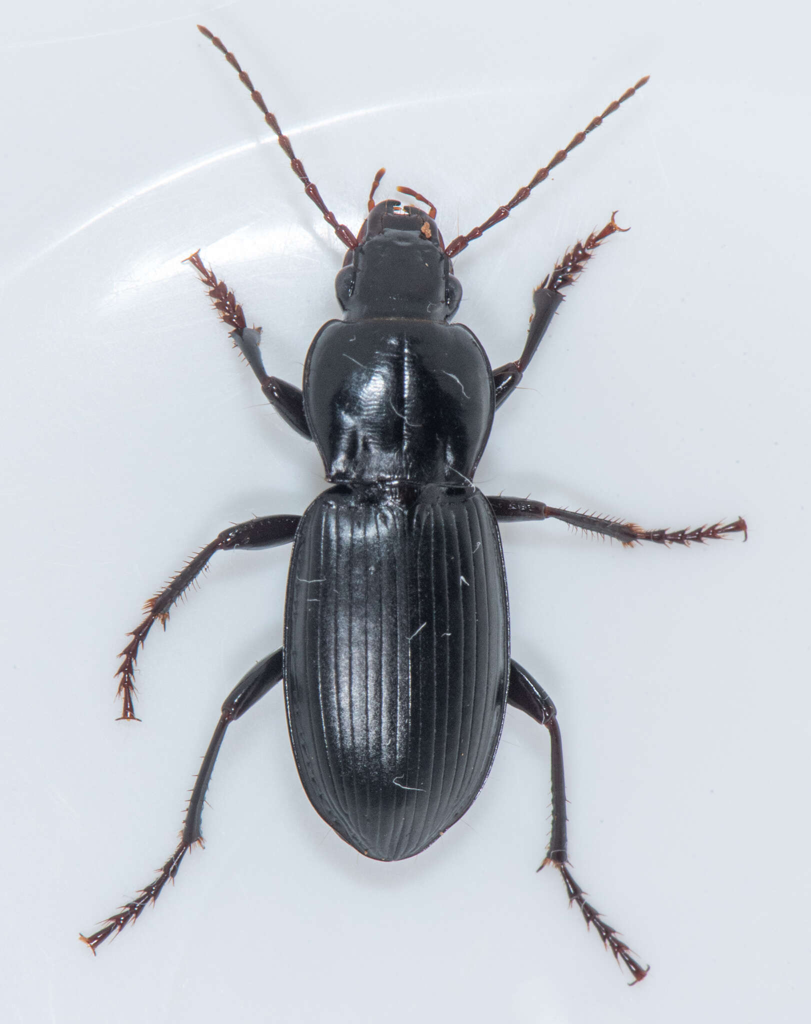 Imagem de Pterostichus (Hypherpes) californicus (Dejean 1828)