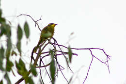 Image of Yellow-tufted Honeyeater