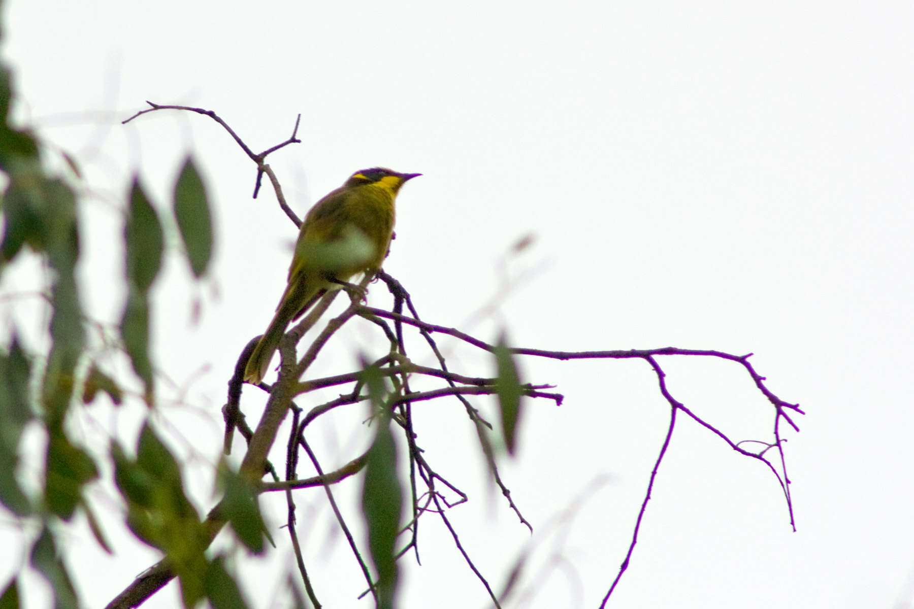 صورة Lichenostomus melanops (Latham 1801)