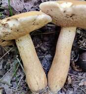 Image of Tylopilus tabacinus (Peck) Singer 1944