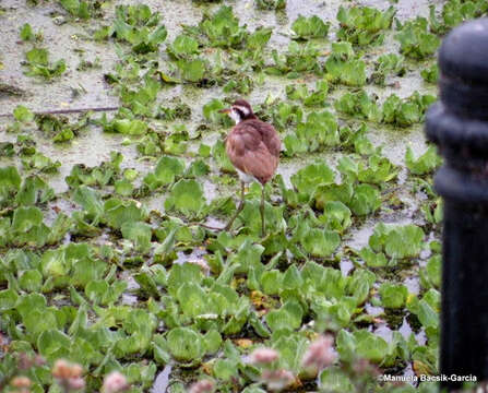 Image of Wattled Jacana