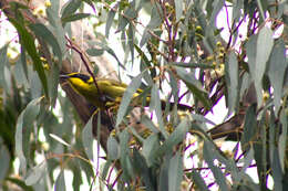 Image of Yellow-tufted Honeyeater