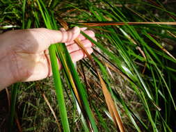 Image of Lepidosperma laterale R. Br.