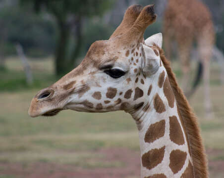 Image of Giraffe