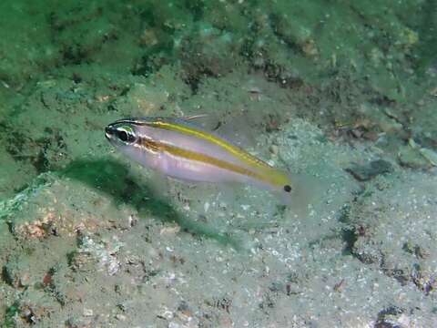 Image of Cardinalfish