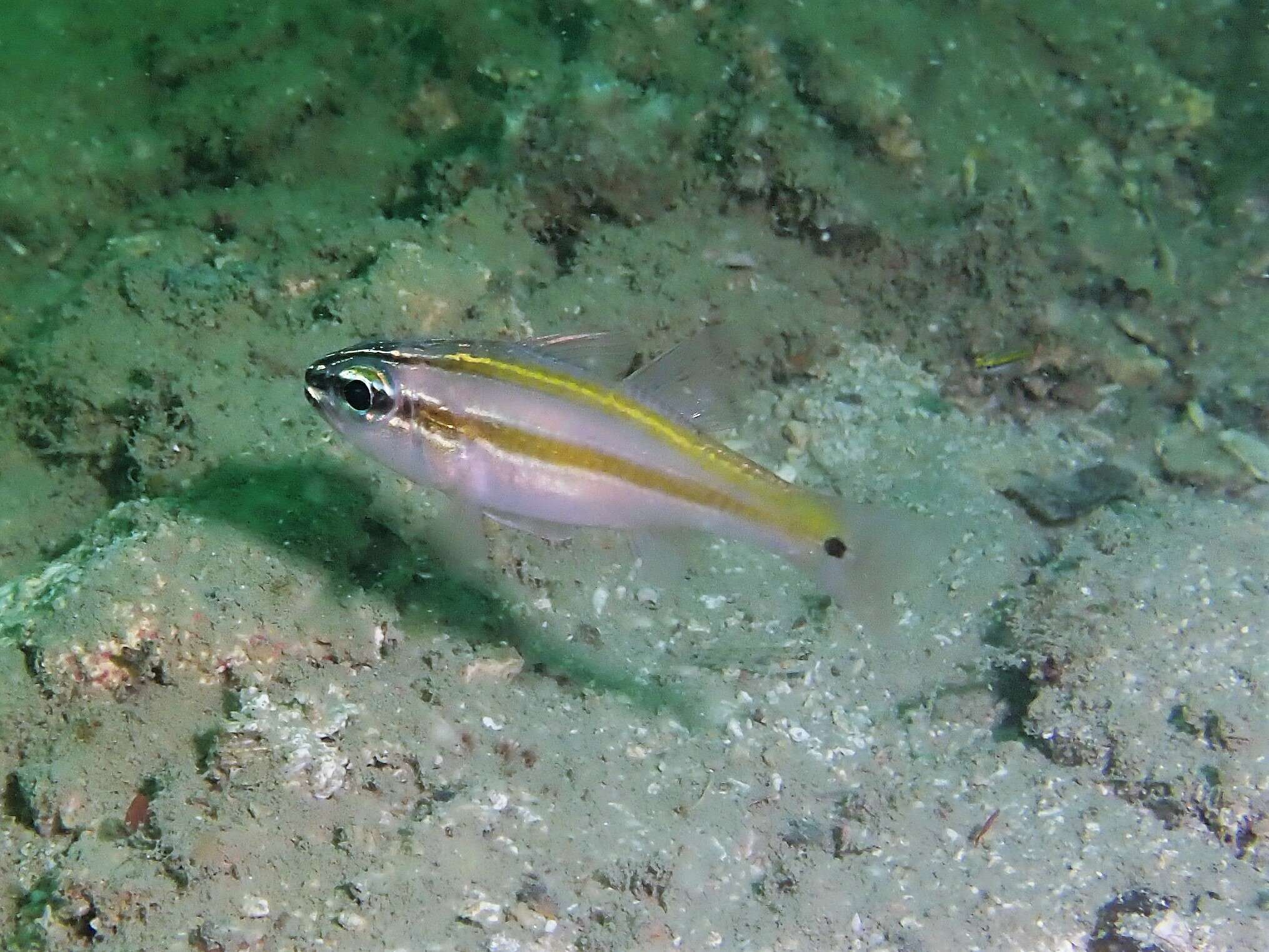 Image of Cardinalfish