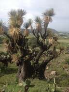 Image of Yucca periculosa Baker