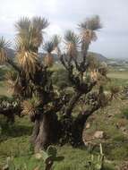 Imagem de Yucca periculosa Baker