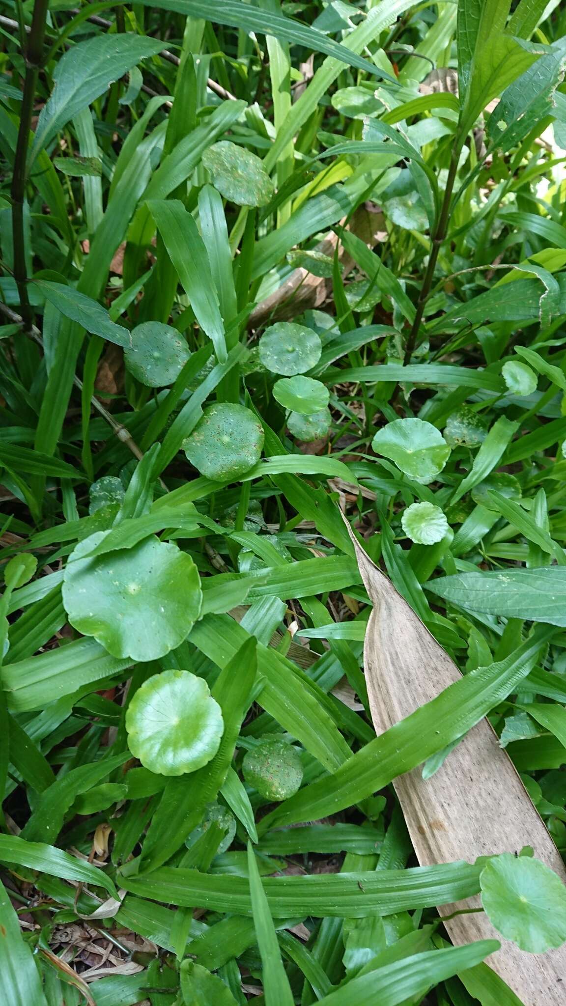 Слика од Hydrocotyle verticillata Thunb.