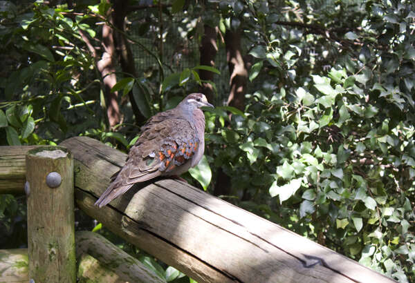 Image of Common Bronzewing