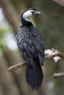 Image of Little Pied Cormorant