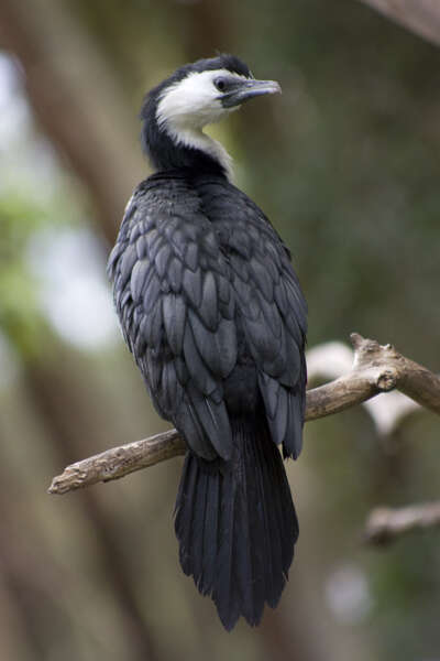 Image of Little Pied Cormorant