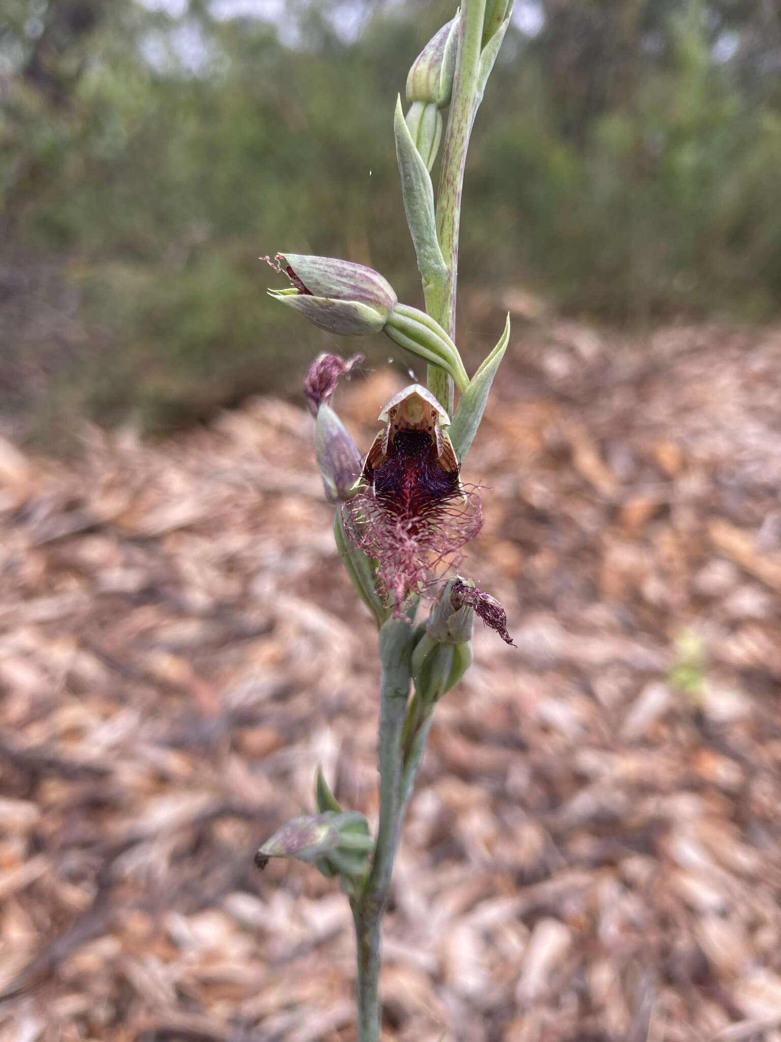 Calochilus gracillimus Rupp的圖片