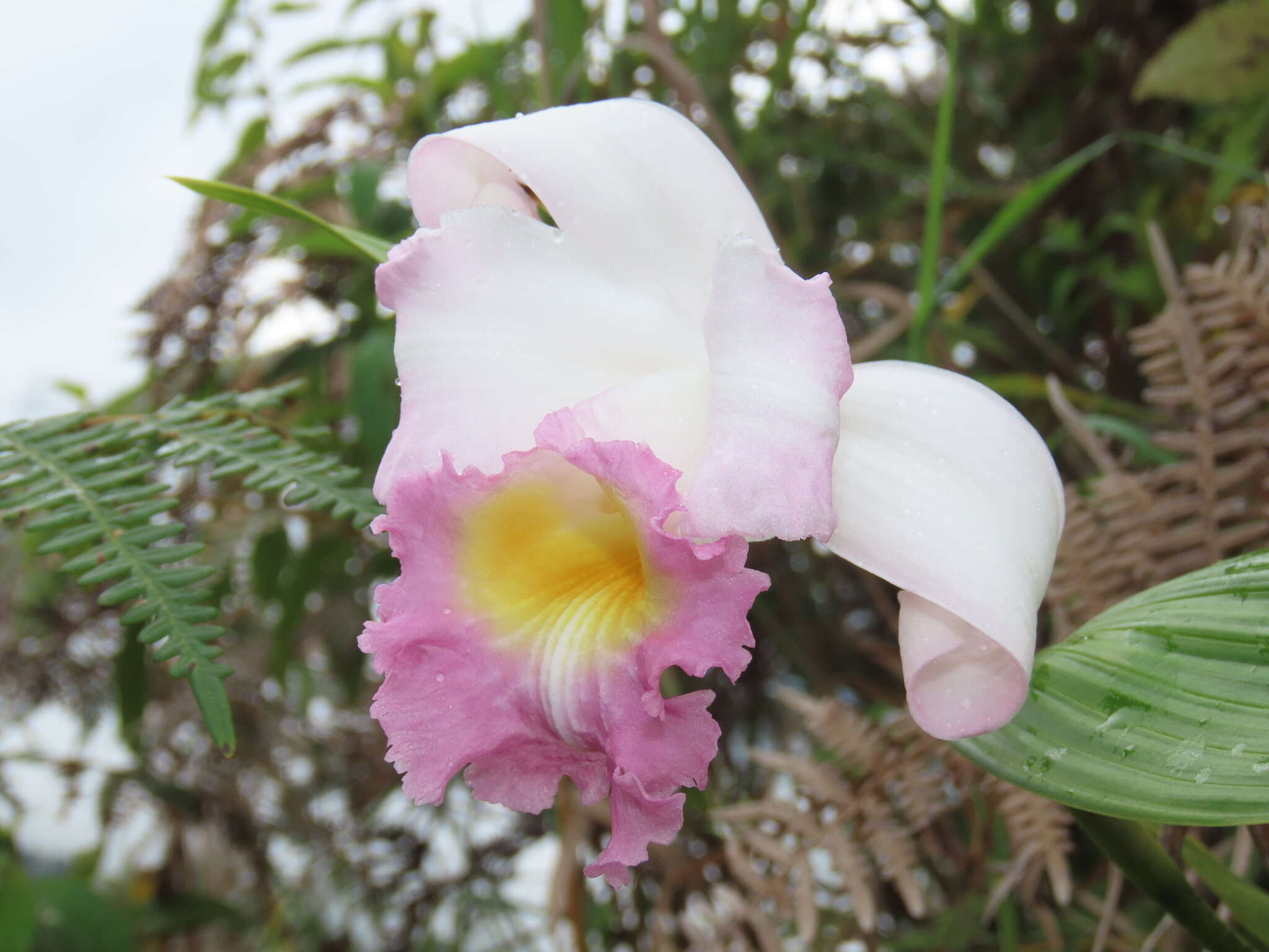 صورة Sobralia powellii Schltr.