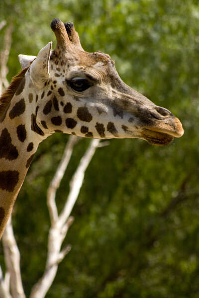 Image of Giraffe