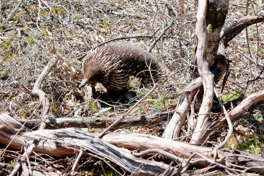 Image of Short-beaked Echidnas