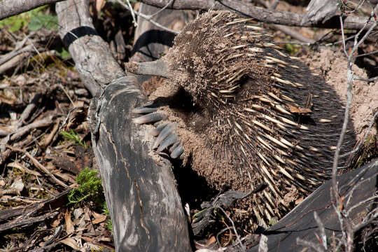 Image of Short-beaked Echidnas