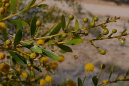 Image de Acacia melleodora Pedley