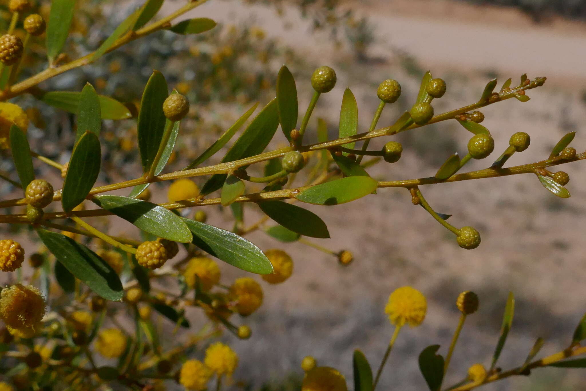 Image de Acacia melleodora Pedley