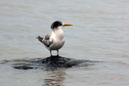 Image of Crested Tern