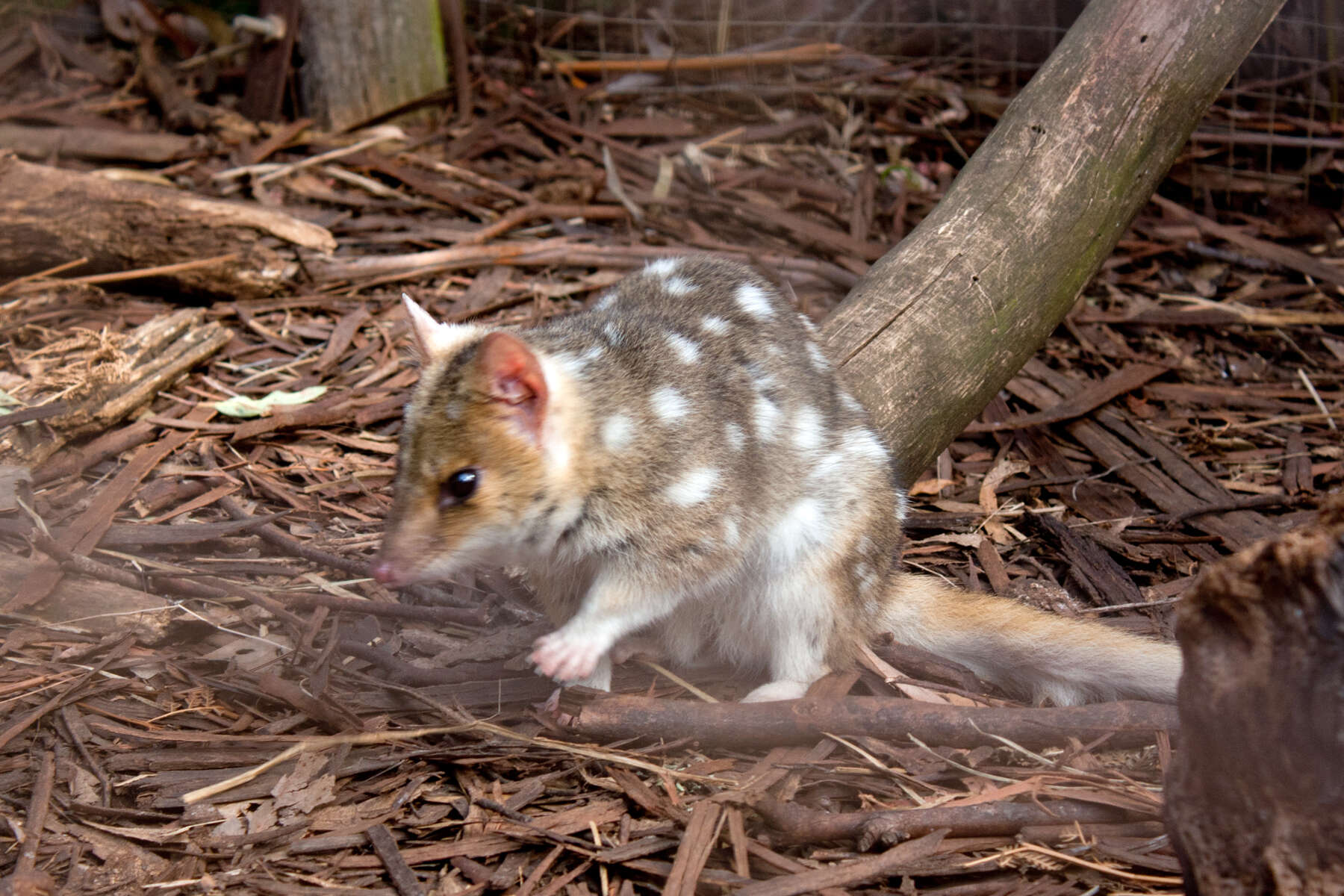 Imagem de Dasyurus viverrinus (Shaw 1800)