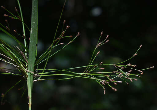 Plancia ëd Exocarya sclerioides (F. Muell.) Benth.