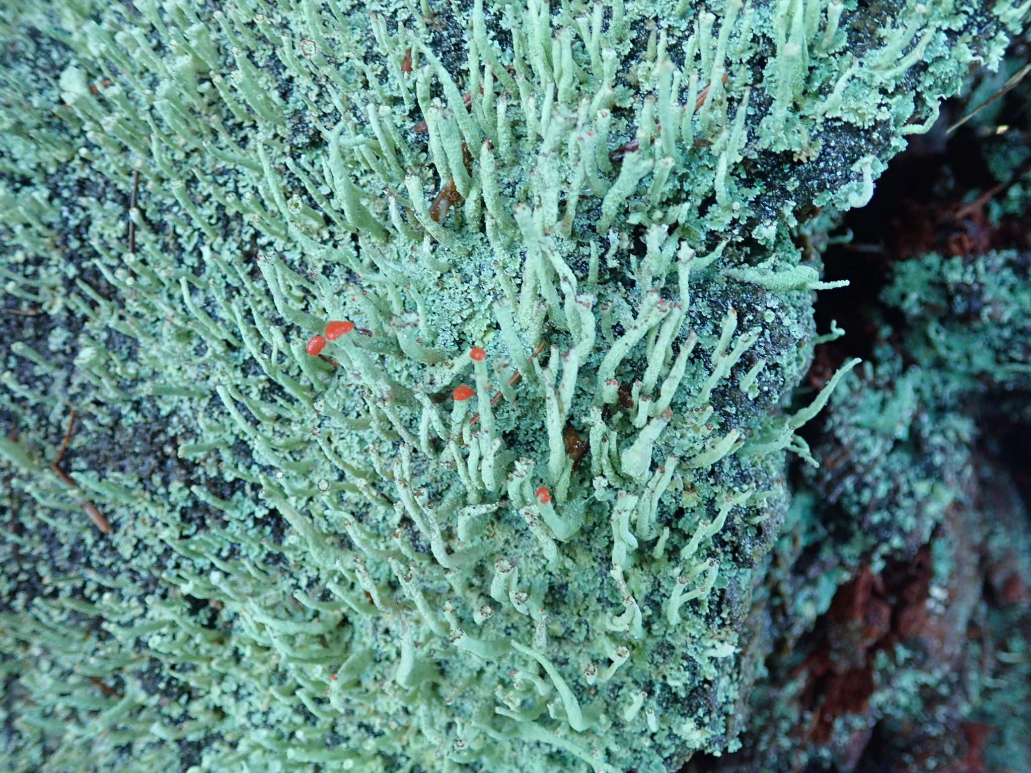 Image of transcend cup lichen