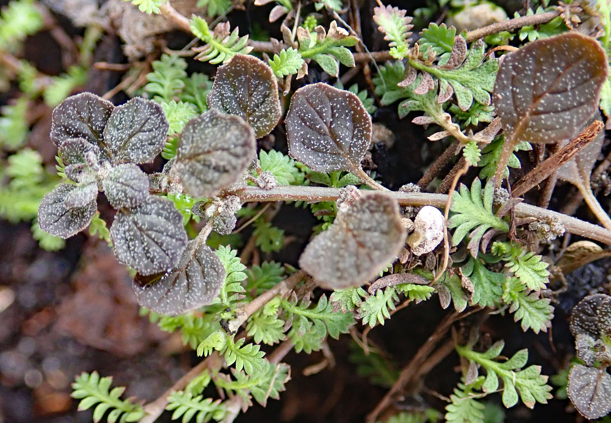 Dysphania pusilla (Hook. fil.) Mosyakin & Clemants resmi