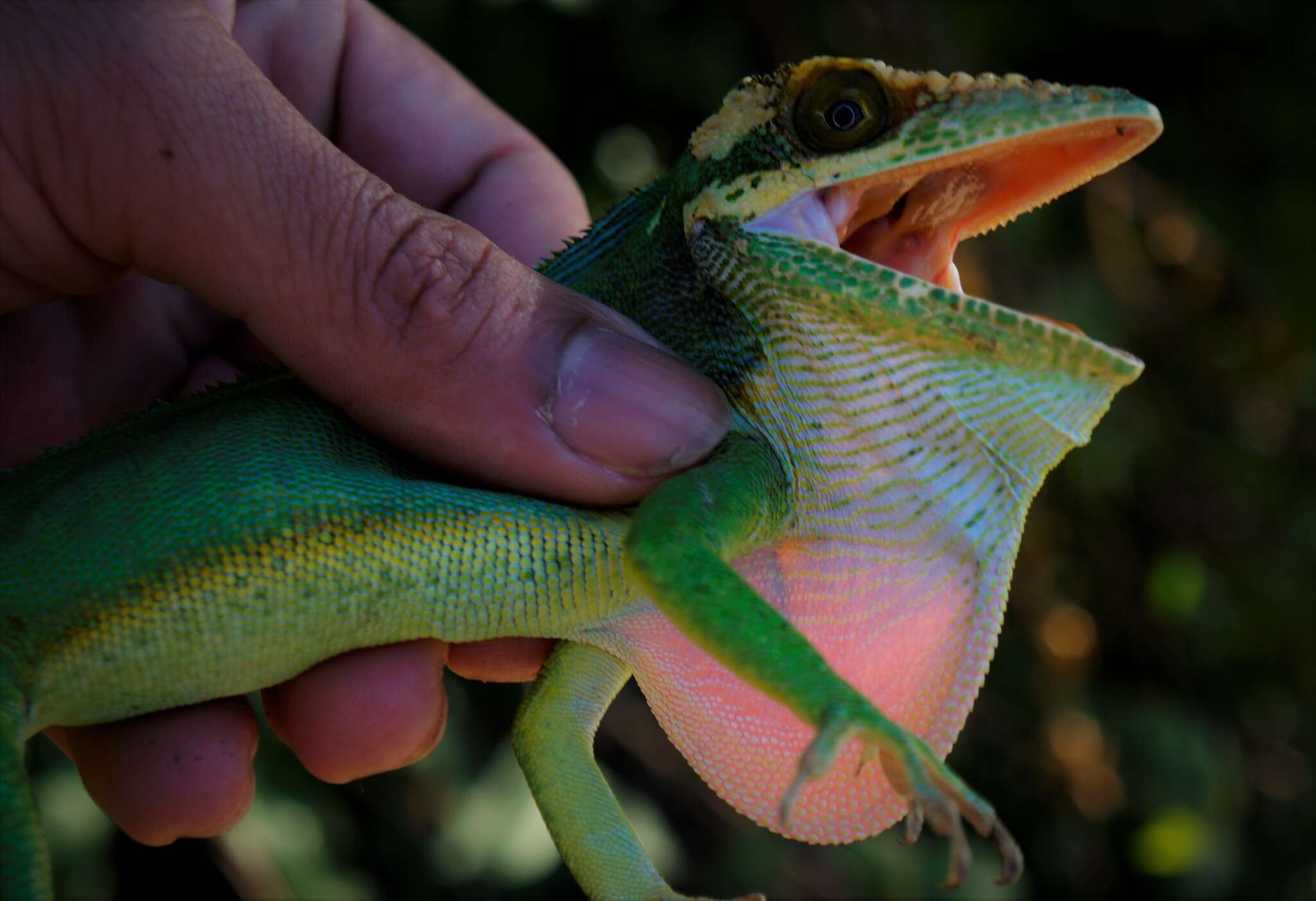 Image of Anolis smallwoodi palardis Schwartz 1964