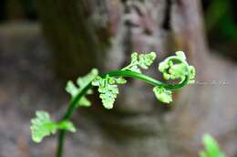 Sivun Microlepia strigosa (Thunb.) C. Presl kuva