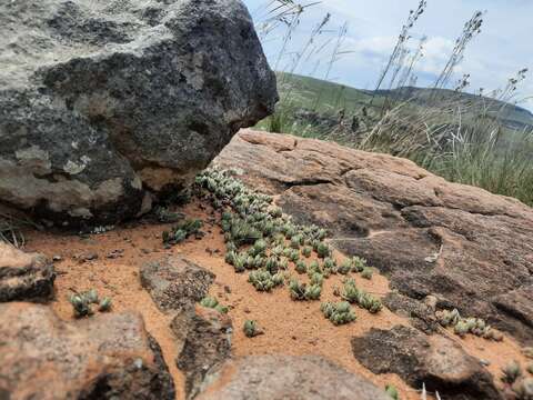 Image of Crassula lanuginosa Harv.