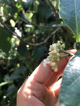 Image of Psychotria rufipes Hook. fil.