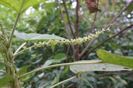 Image of Acalypha angatensis Blanco