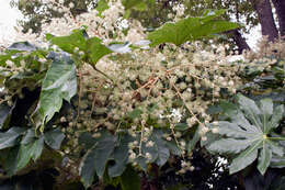 Image of fatsia