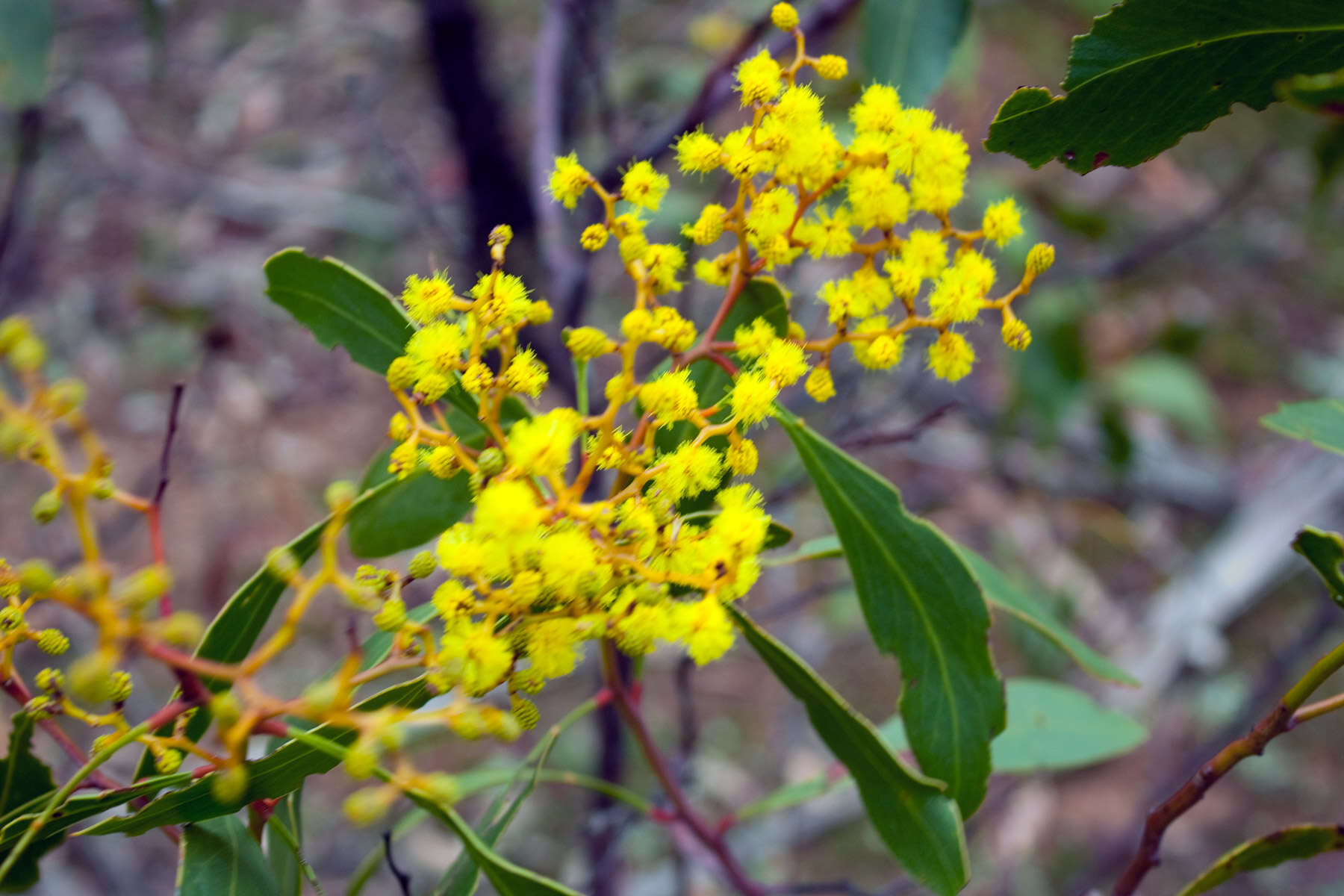 Sivun Acacia pycnantha Benth. kuva