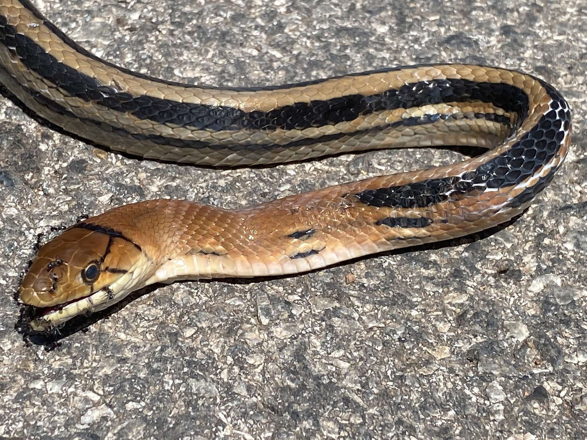 Image of Copper-headed Trinket Snake