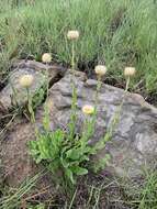 Image of Helichrysum monticola Hilliard