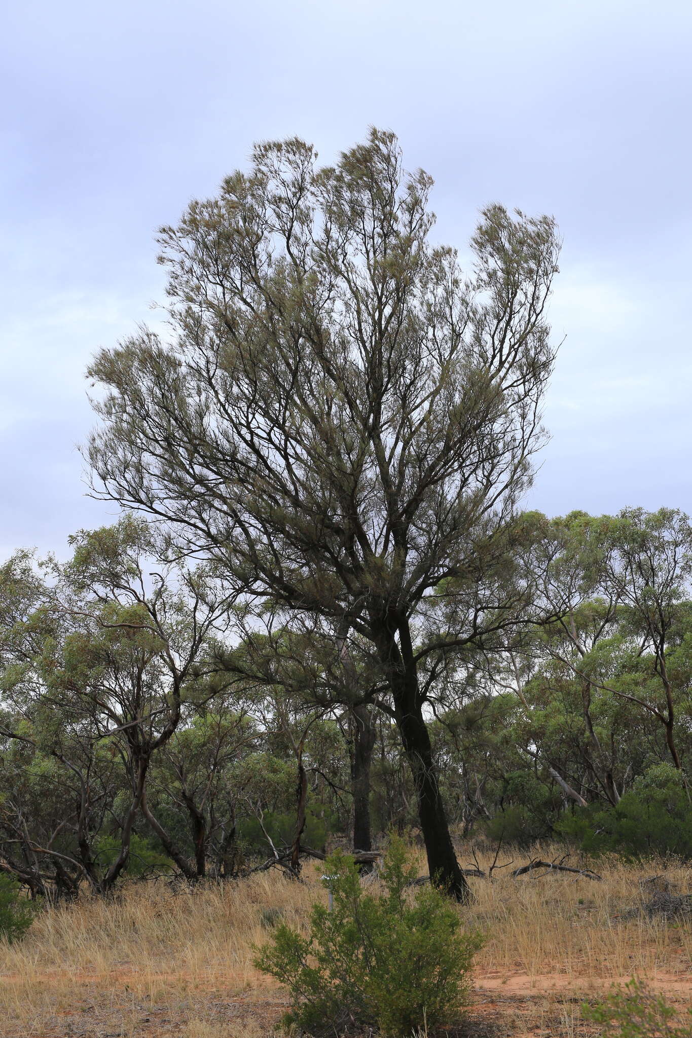 Image of bull-oak