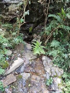 Plancia ëd Pteris terminalis Wall.