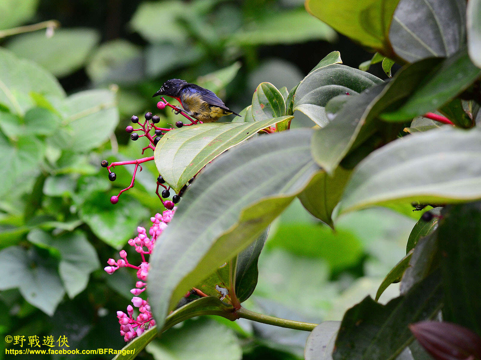 Image of Black-sided Flowerpecker