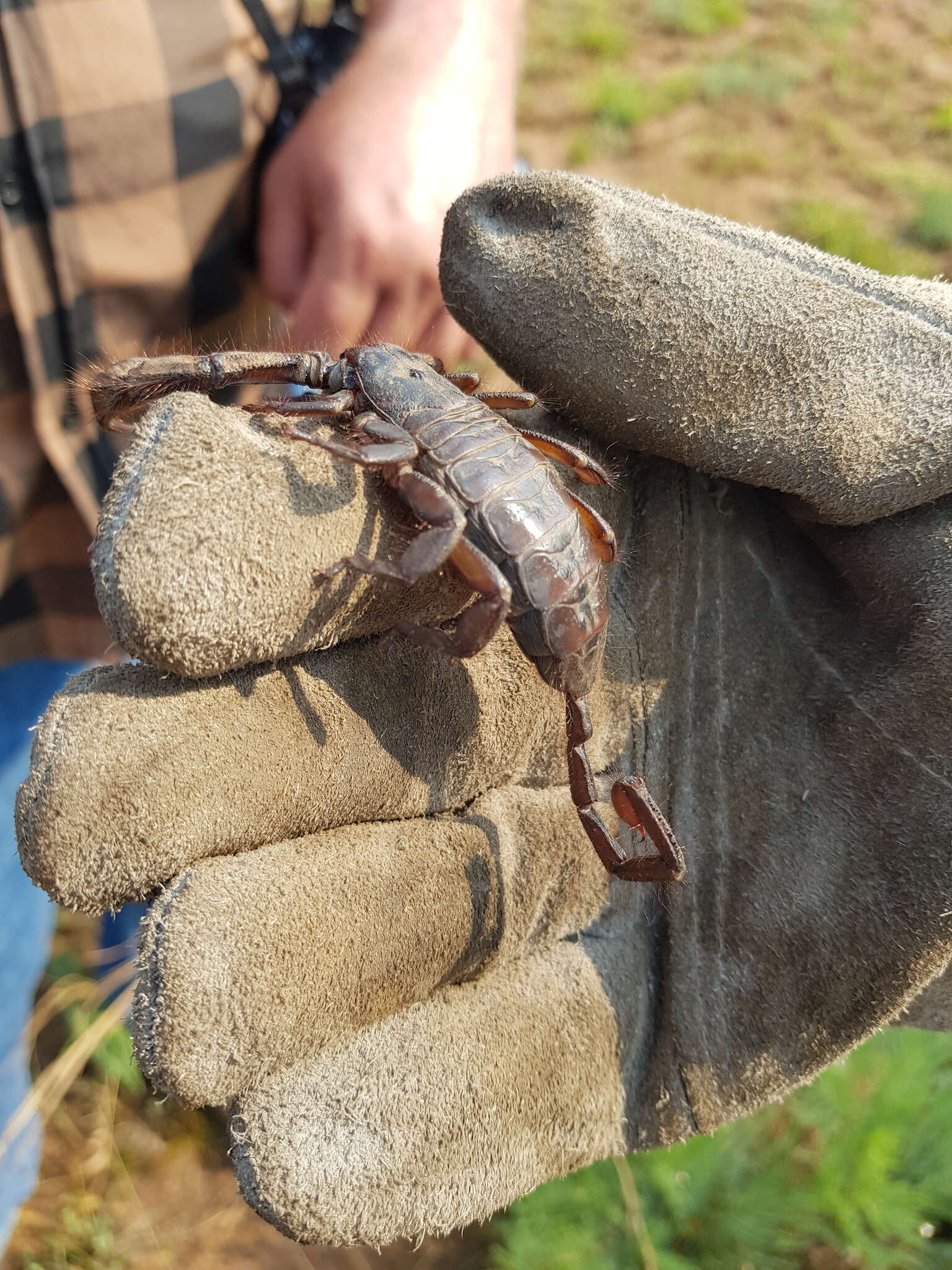 Image of Magaliesberg Rock Scorpion