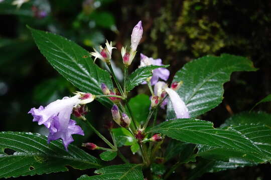 Image of Strobilanthes formosana S. Moore