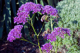 Limonium perezii (Stapf) F. T. Hubbard ex L. H. Bailey resmi