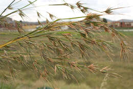 Image of Red grass