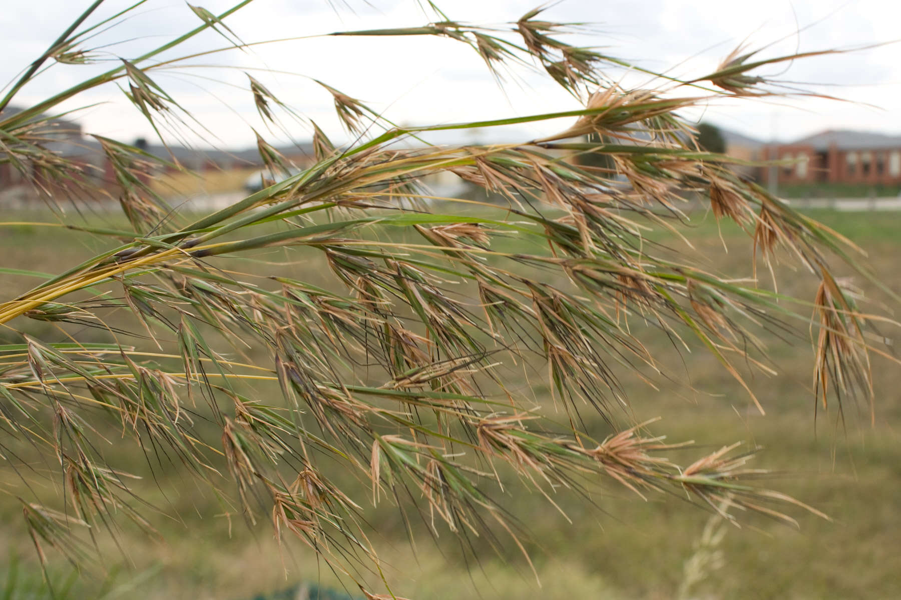 Image of Red grass