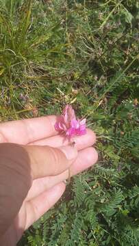 Image of Onobrychis arenaria (Kit.) DC.