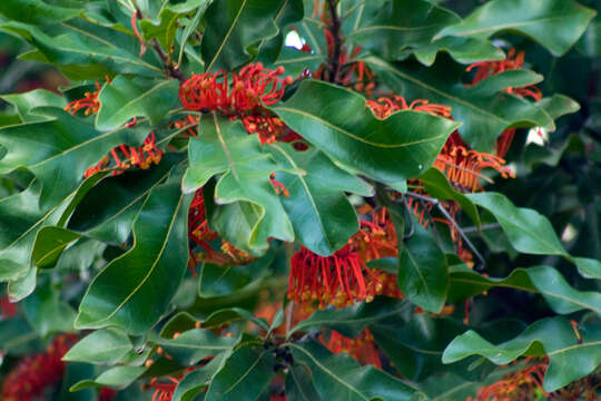 Image of firewheel tree