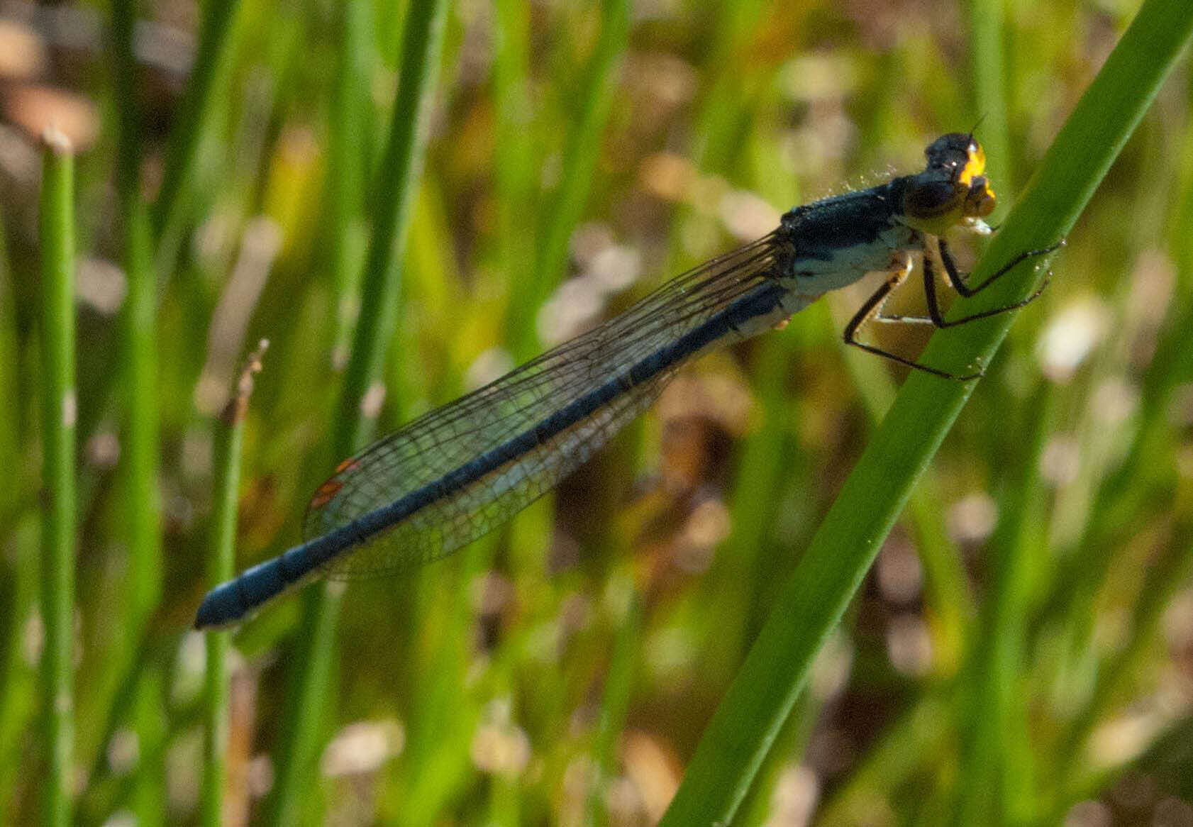 Image of Springwater Sprite