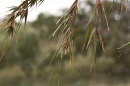 Image of Red grass