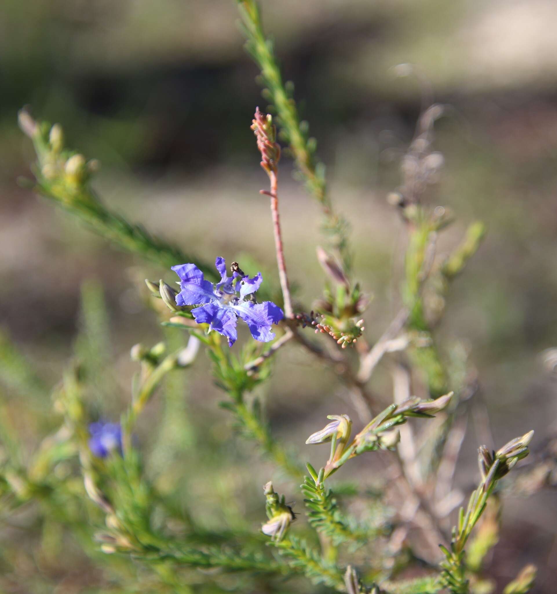 Image of Blue Lechenaultia